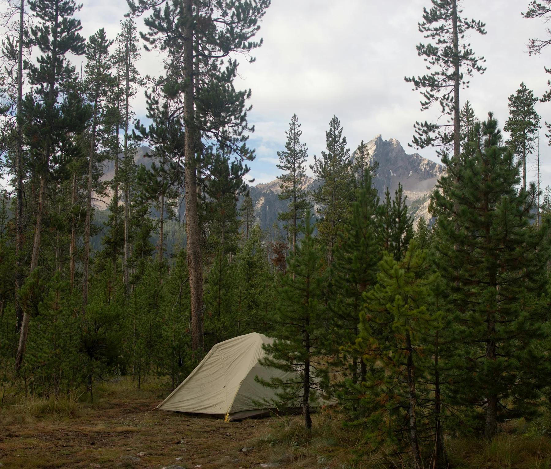 Tent pitched in a mountain forest campsite