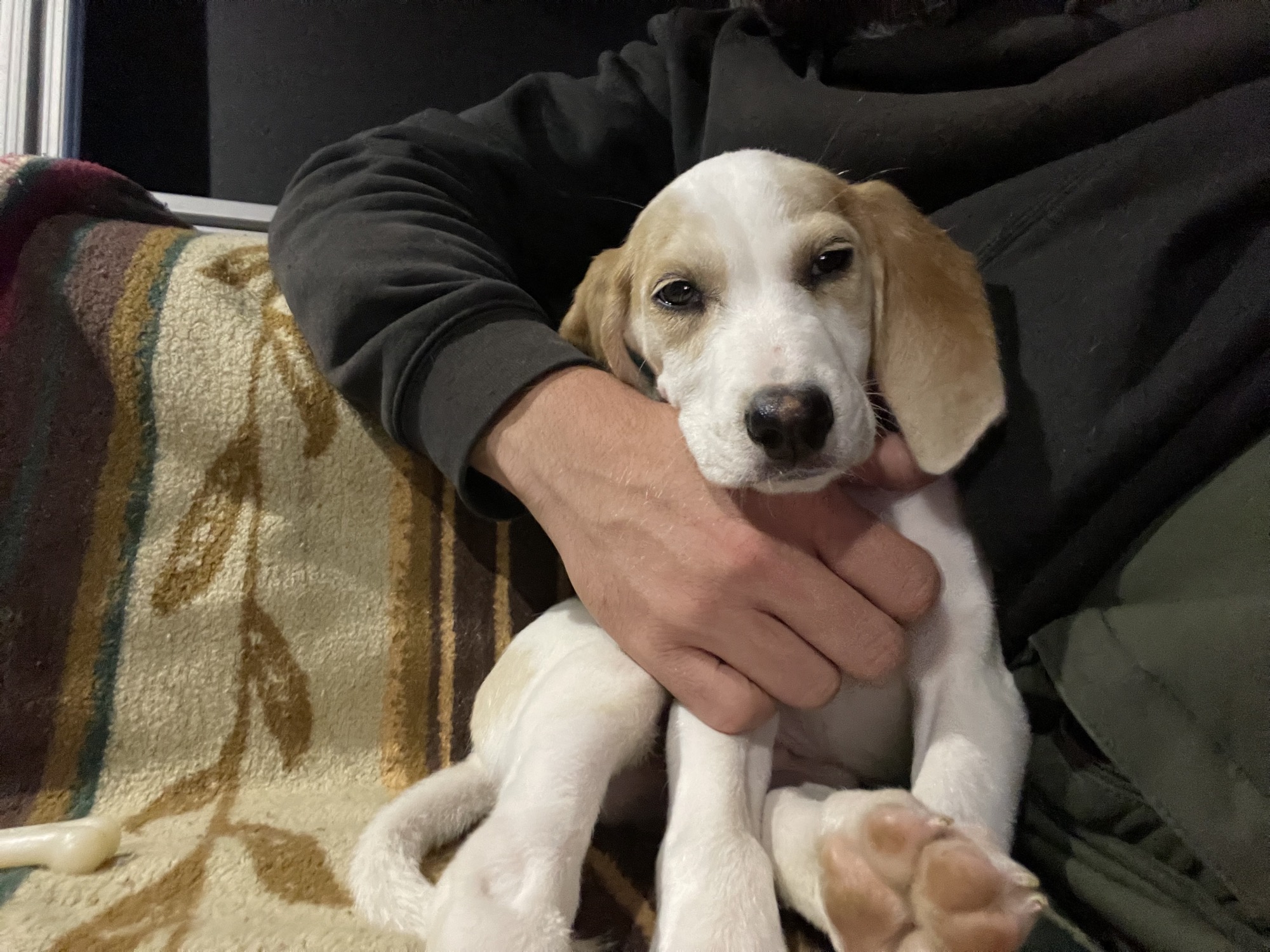 Luca, an eight-week-old American Foxhound puppy, held in the van.